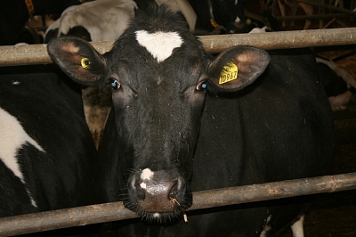 Kолибактериоз у коров