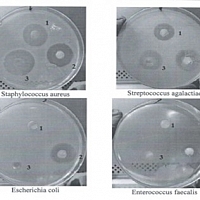Intramammary antibiotic treatment at drying off
