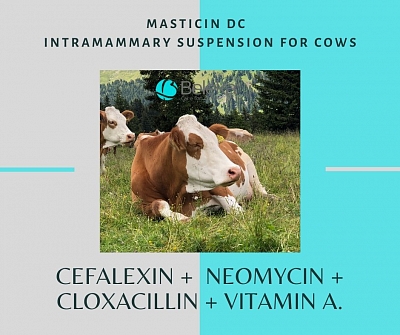 Intramammary antibiotic treatment at drying off